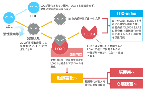 LOX-indexまでの過程図